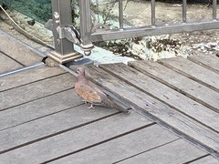 Streptopelia senegalensis