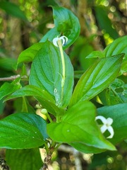 Chomelia tenuiflora