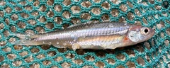 Notropis baileyi