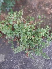 Asplenium ruta-muraria