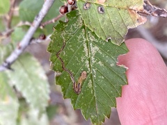 Stigmella multispicata