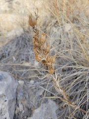 Penstemon albidus
