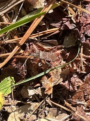 Leptoglossus oppositus