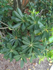 Heptapleurum arboricola