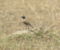 Oenanthe pileata pileata