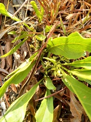 Pygmaeothamnus zeyheri