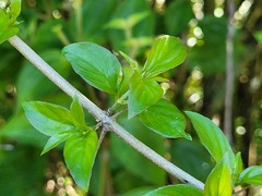 Chomelia tenuiflora