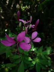 Cleome houtteana