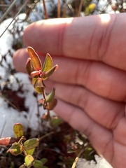 Vaccinium oxycoccos