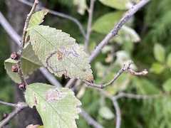 Stigmella multispicata