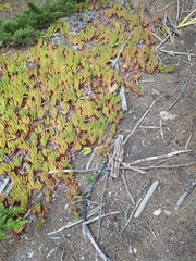 Carpobrotus edulis