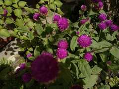 Gomphrena