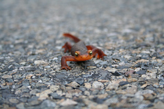 California Newt photo 4