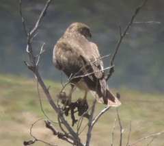 Buteo buteo vulpinus