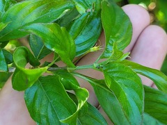 Chomelia tenuiflora