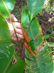 Heliconia