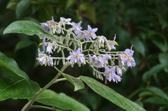 Solanum paniculatum