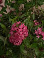 Pentas