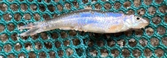 Notropis ammophilus
