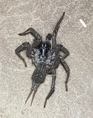 Thelechoris striatipes