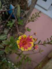 Portulaca