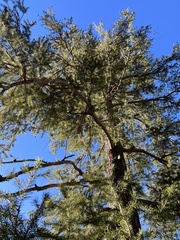 Pseudotsuga menziesii