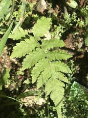 Macrothelypteris torresiana