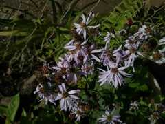 Symphyotrichum elliottii