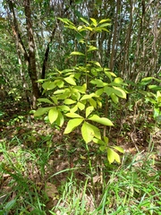 Terminalia