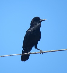 Corvus capensis capensis