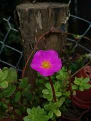 Portulaca