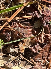 Leptoglossus oppositus