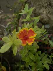 Portulaca
