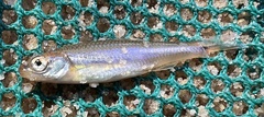 Notropis texanus