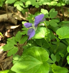 Viola reichenbachiana