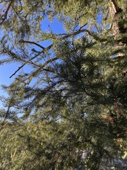 Pseudotsuga menziesii