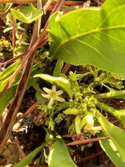 Pygmaeothamnus zeyheri