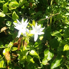 Jasminum