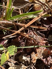 Leptoglossus oppositus