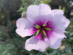 Althaea officinalis