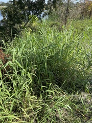 Urochloa