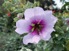 Althaea officinalis
