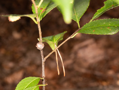 Contarinia cerasiserotinae