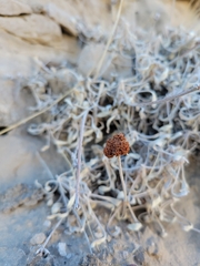 Eriogonum pauciflorum