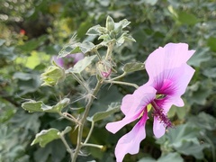 Althaea officinalis