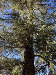 Pseudotsuga menziesii