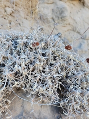 Eriogonum pauciflorum