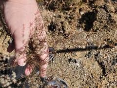 Solidago odora