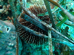 Sphaerechinus granularis