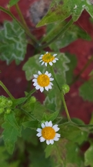 Perityle microglossa